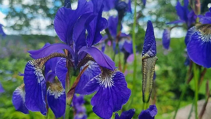Iris lacustris