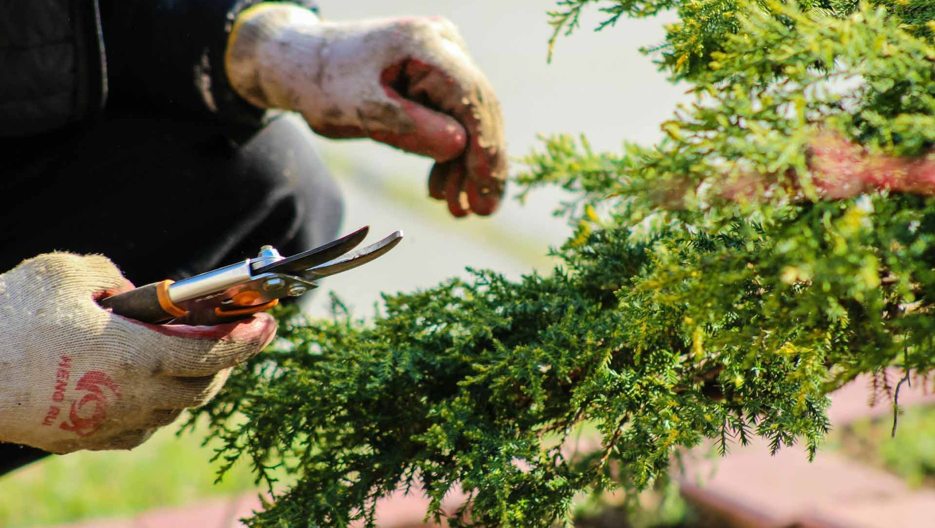 Gartner med hansker beskjærer busk