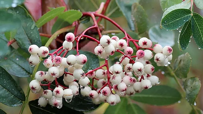 Sorbus Hupehensis