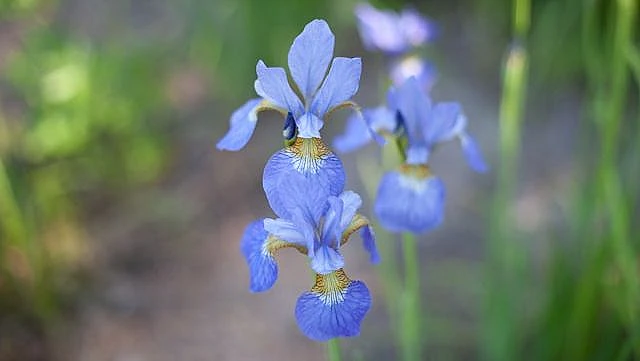 Sibiriris